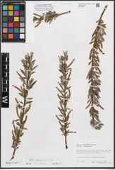 Foto von Salix eleagnos subsp. eleagnos Scop.